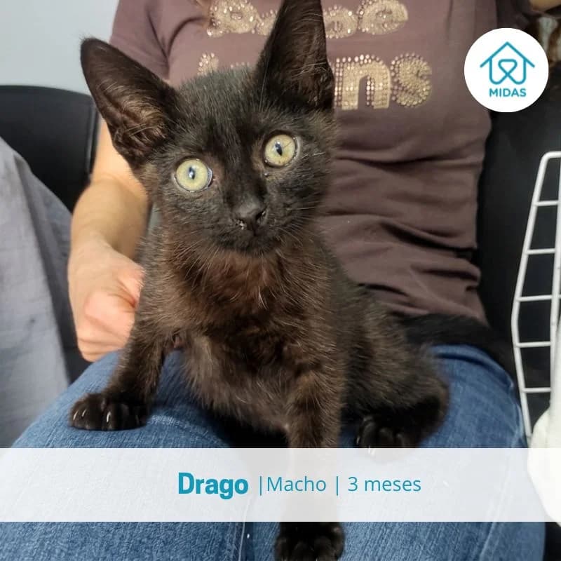 Drago, male puppy Mixed Breed for adoption at Associacao Midas