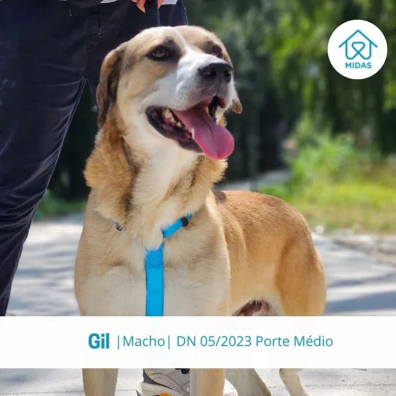 Gil, male 3yo Mixed Breed for adoption at Associacao Midas