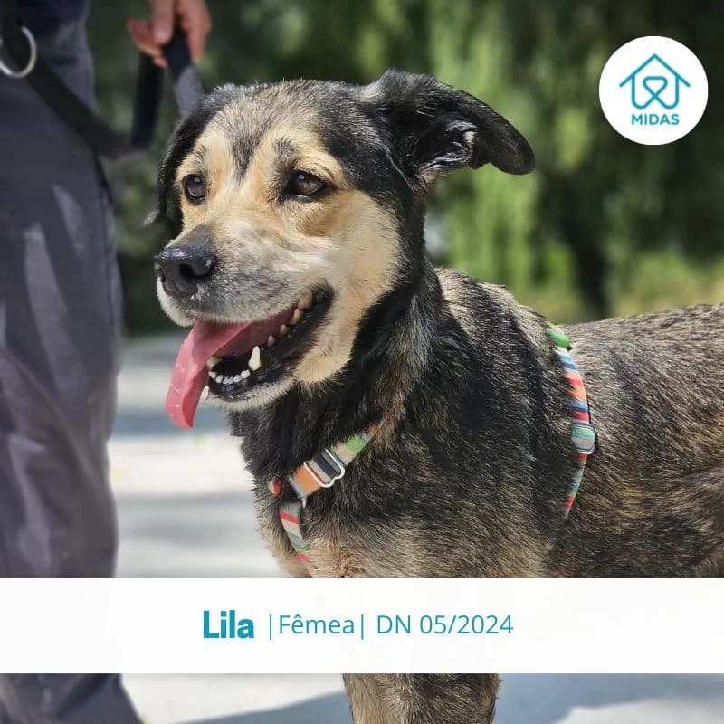 Lila, female Mixed Breed for adoption at Associacao Midas