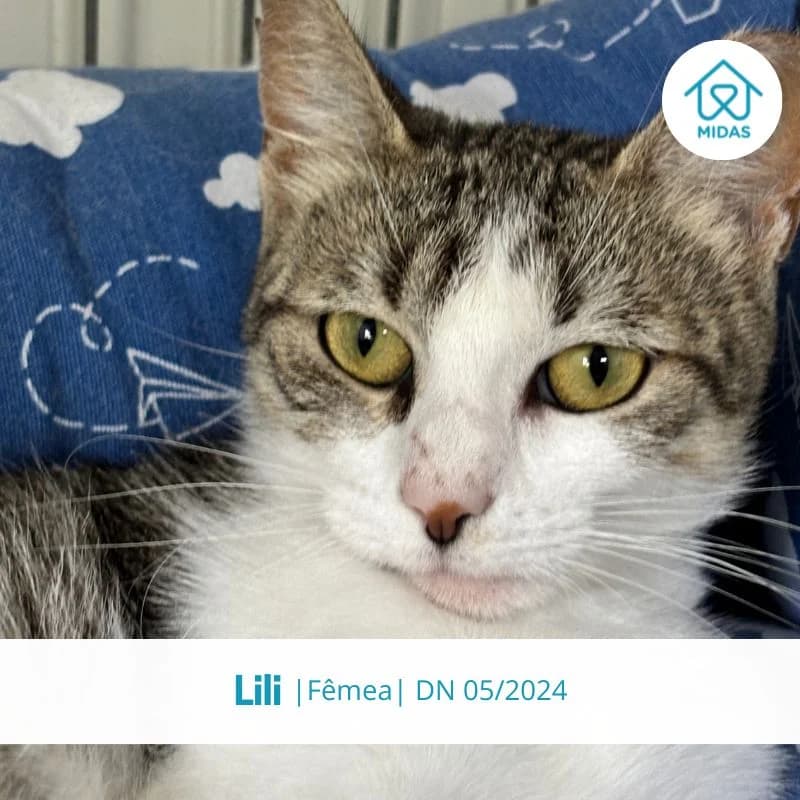 Lili, female Mixed Breed for adoption at Associacao Midas