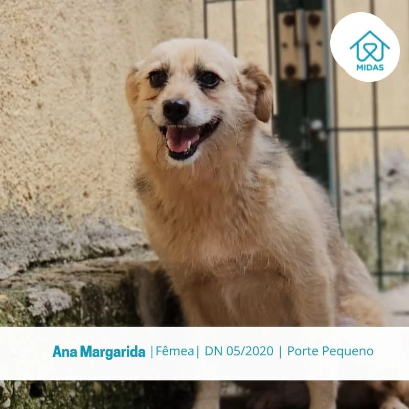 Ana Margarida, female Mixed Breed for adoption at Associacao Midas