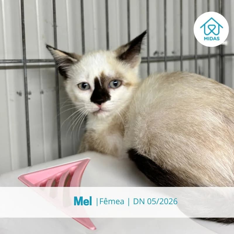 Mel, female Mixed Breed for adoption at Associacao Midas