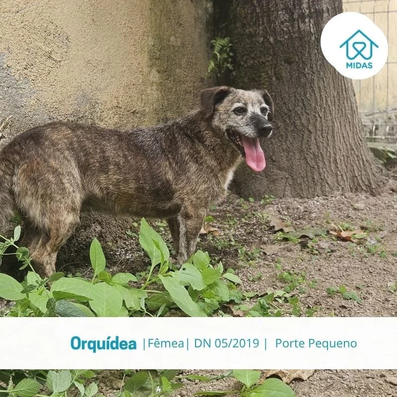 OrquĆdea, female Mixed Breed for adoption at Associacao Midas