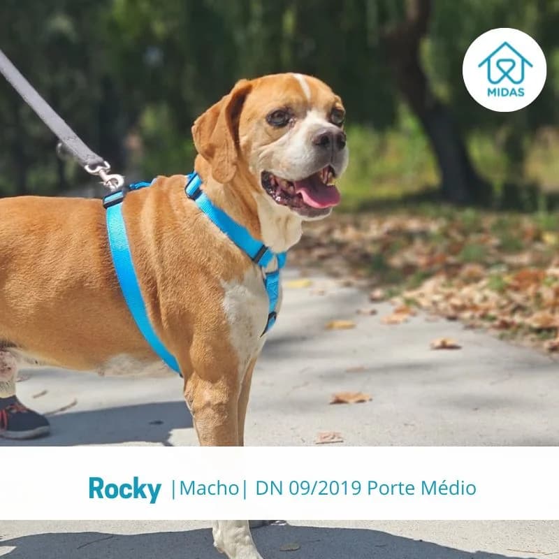 Rocky, male Mixed Breed for adoption at Associacao Midas