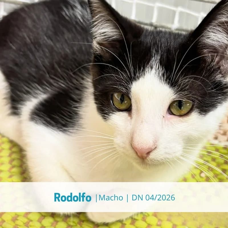Rodolfo, male Mixed Breed for adoption at Associacao Midas
