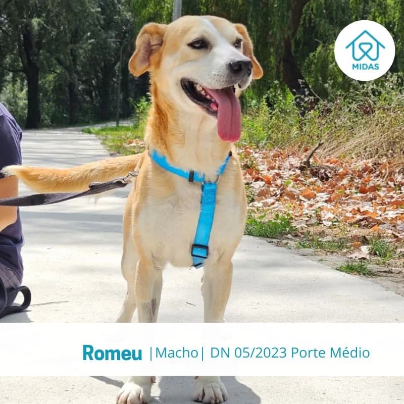 Romeu, male Mixed Breed for adoption at Associacao Midas