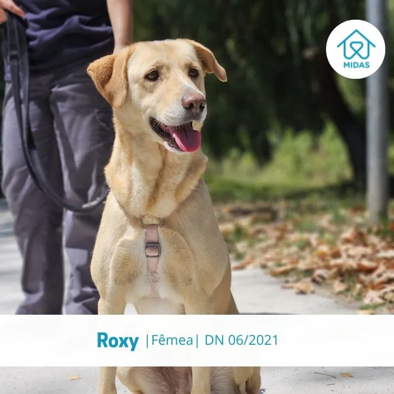 Roxy, female Mixed Breed for adoption at Associacao Midas