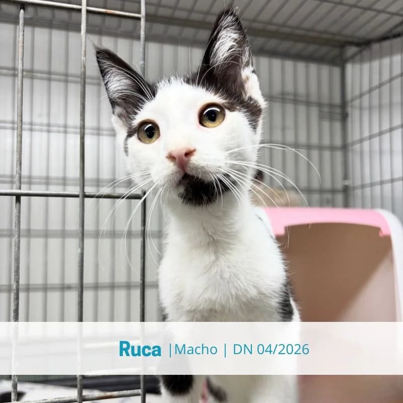 Ruca, male Mixed Breed for adoption at Associacao Midas