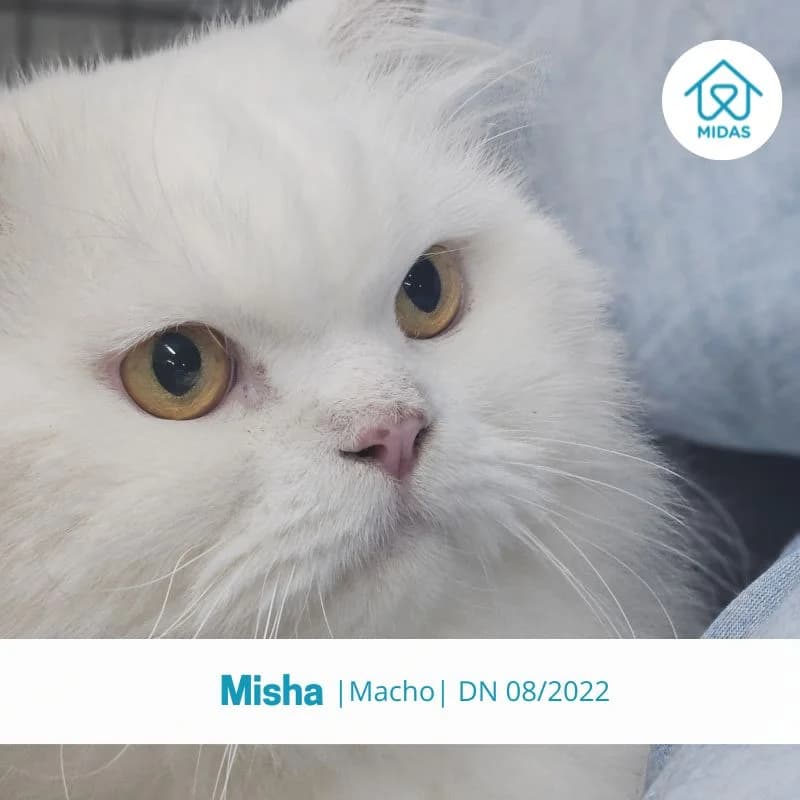 Misha, male Mixed Breed for adoption at Associacao Midas