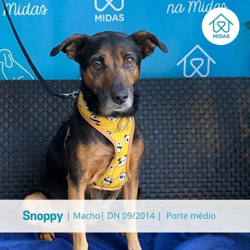Snoppy, male Mixed Breed for adoption at Associacao Midas