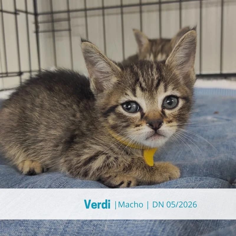 Verdi, male puppy Mixed Breed for adoption at Associacao Midas