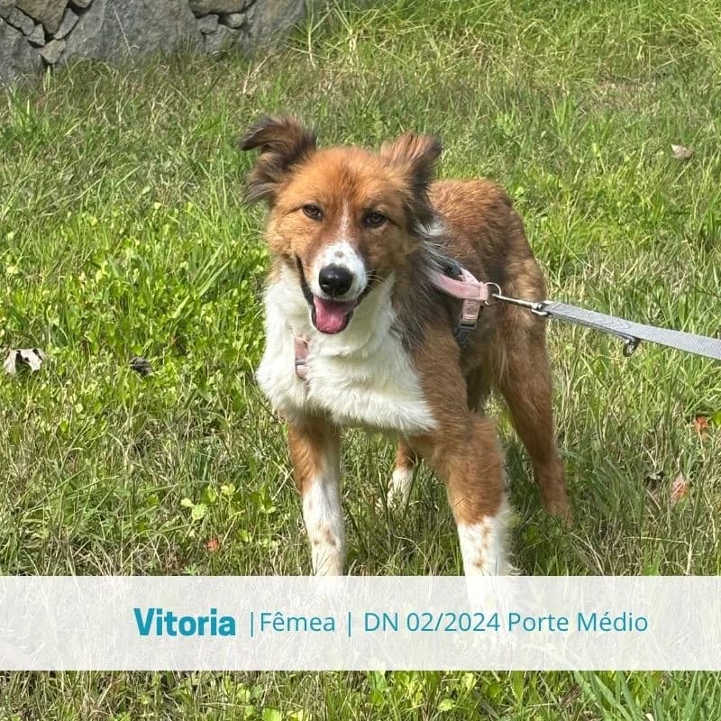 Vitoria, female Mixed Breed for adoption at Associacao Midas