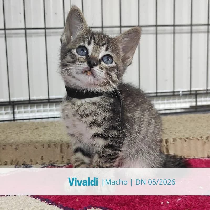 Vivaldi, male puppy Mixed Breed for adoption at Associacao Midas