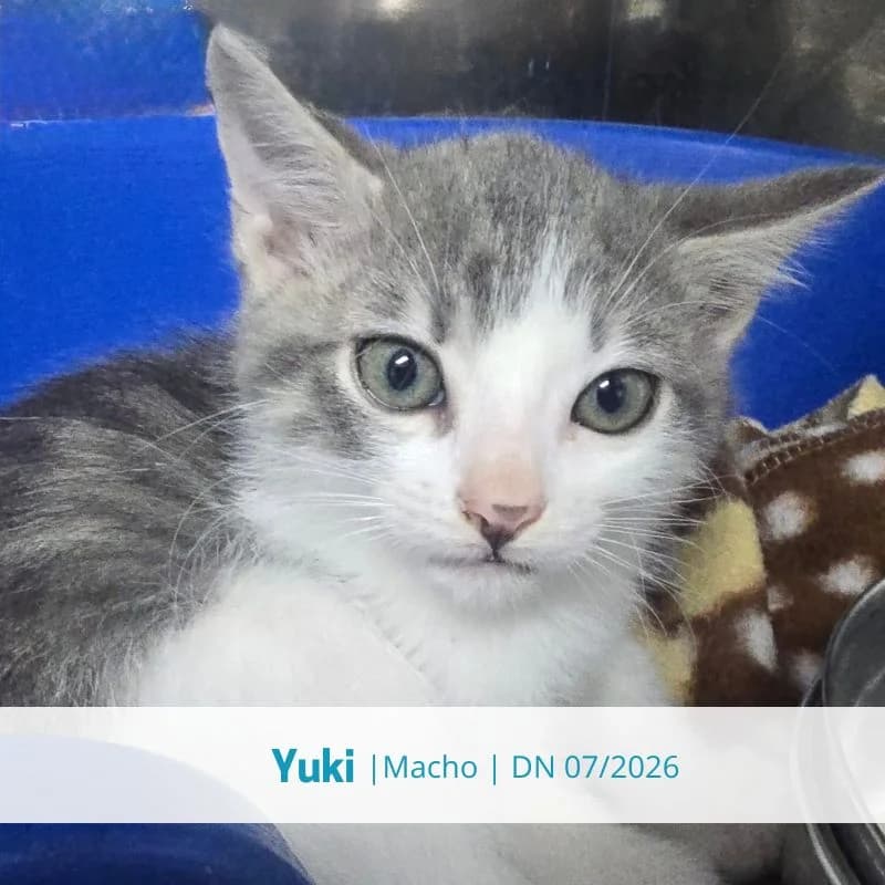 Yuki, male puppy Mixed Breed for adoption at Associacao Midas