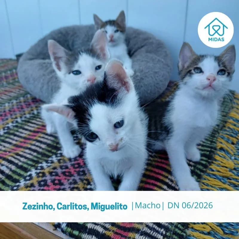 Zezinho, Carlitos, Miguelito, male puppy Mixed Breed for adoption at Associacao Midas
