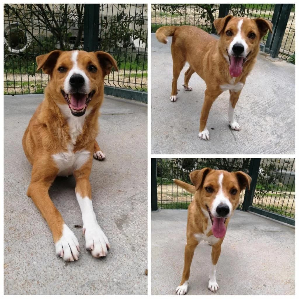 CRIS, Mixed Breed for adoption at Associação Quatro Patas e Focinhos