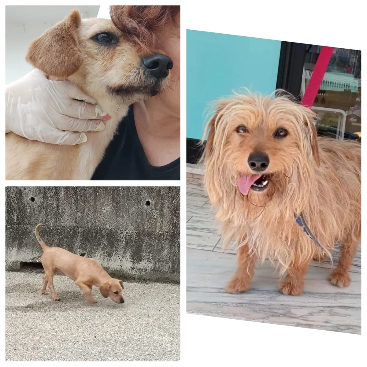 SR. PIG, male Mixed Breed for adoption at Associação Quatro Patas e Focinhos, -387 Mealhada