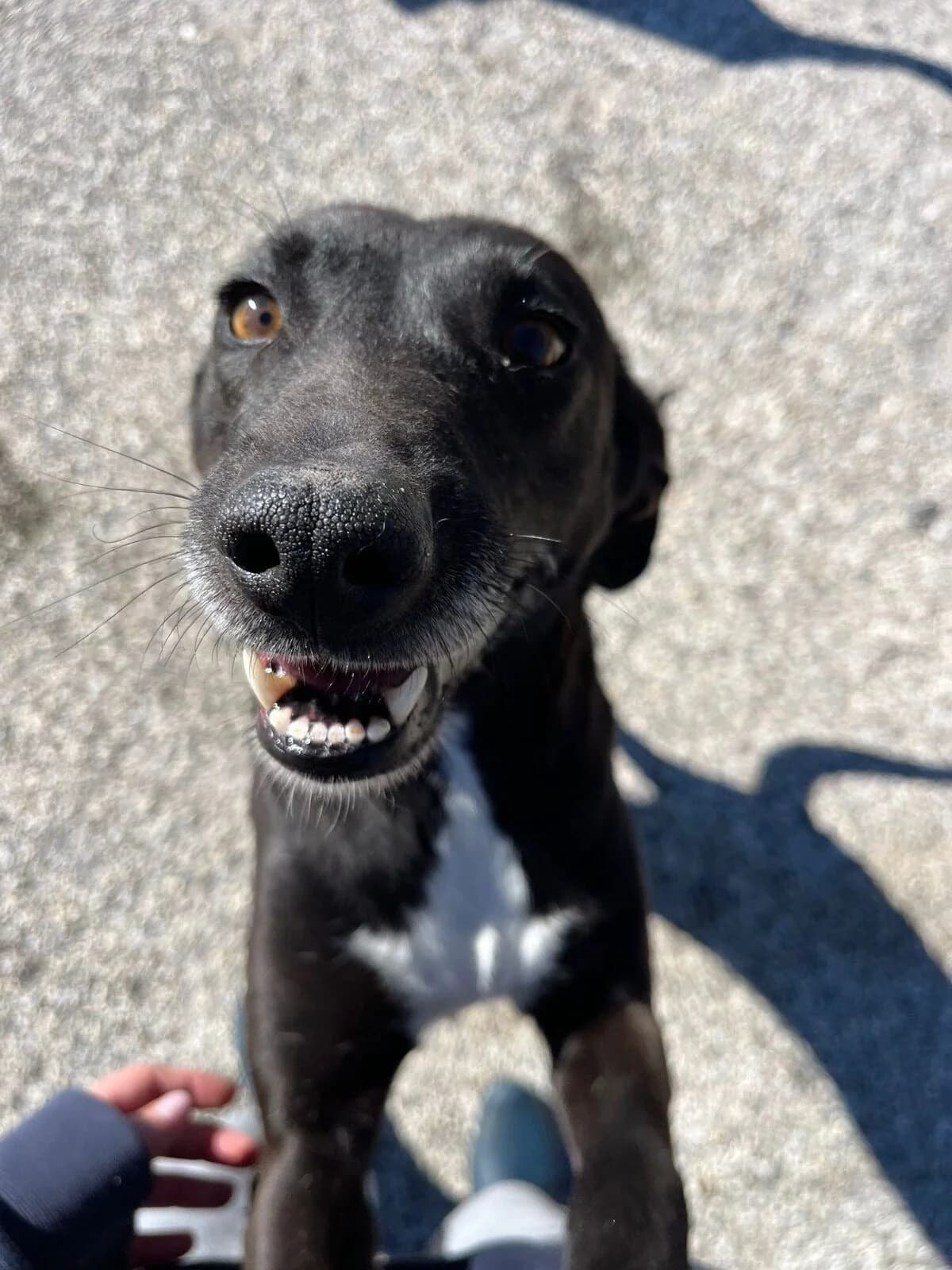 LILI, female Mixed Breed for adoption at Associação Quatro Patas e Focinhos, -387 Mealhada