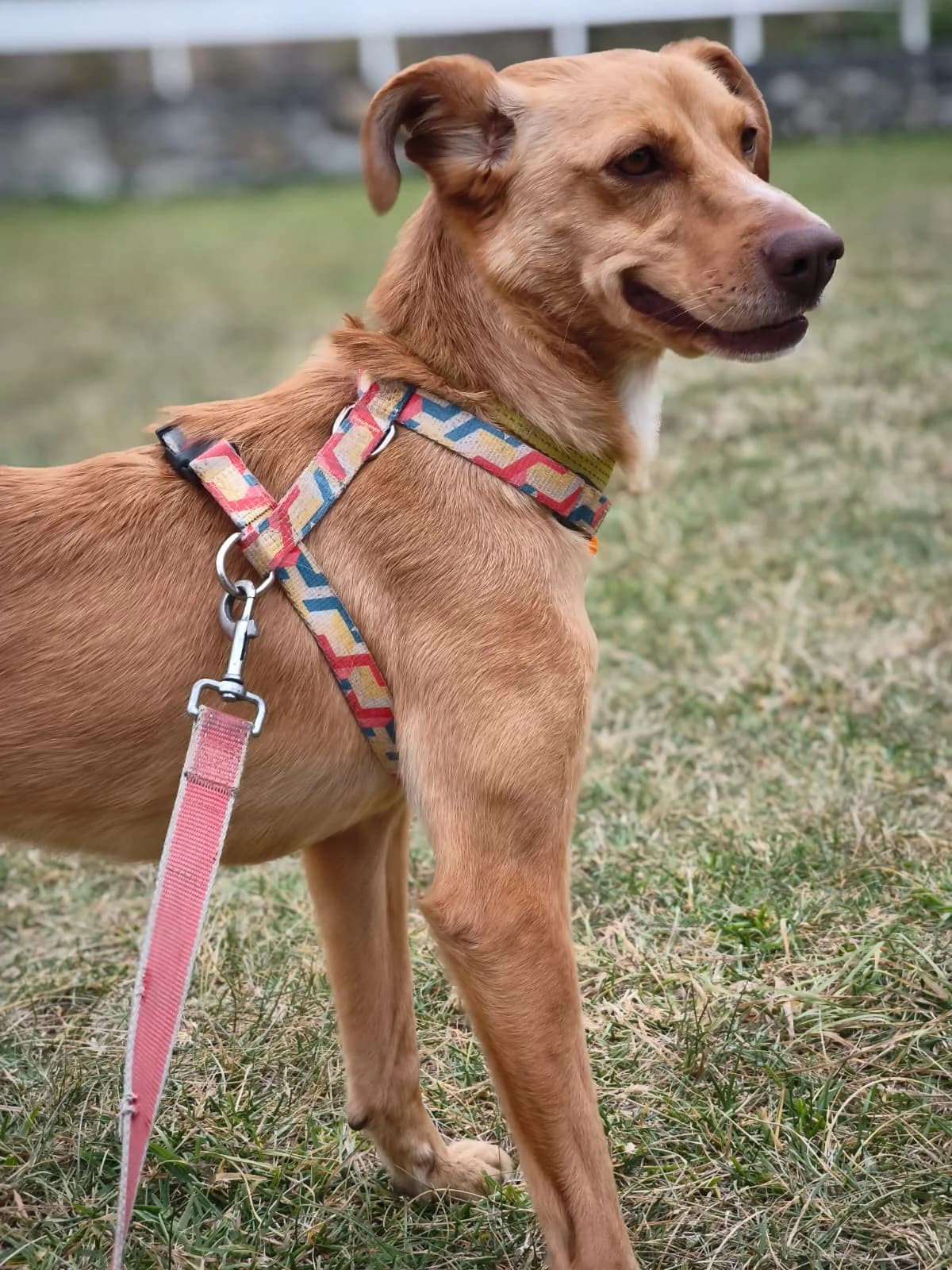 Aurora, female 3yo Mixed Breed for adoption at Associação Zoófila de Leiria - Fiéis Amigos