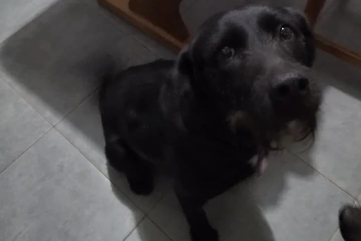 Chiquinha, female 4yo Mixed Breed for adoption at Associação Zoófila de Leiria - Fiéis Amigos