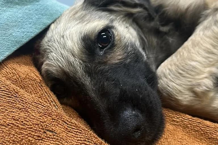 Combatente, male puppy Mixed Breed for adoption at Associação Zoófila de Leiria - Fiéis Amigos
