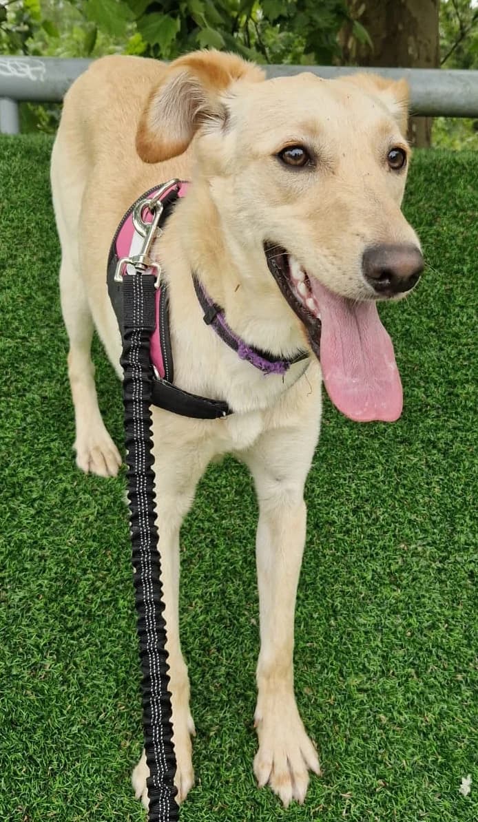 Kaya, female young Mixed Breed for adoption at Associação Zoófila de Leiria - Fiéis Amigos