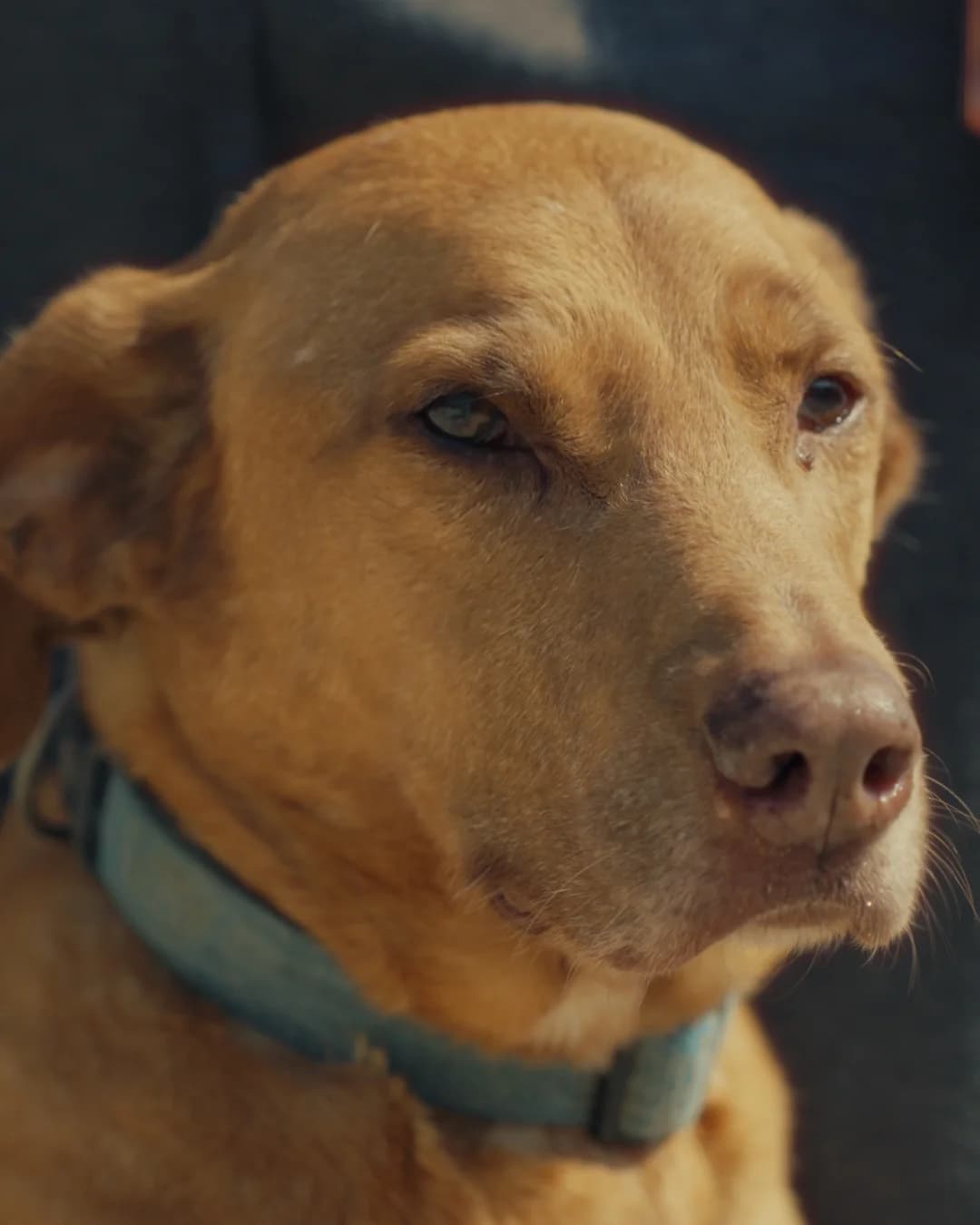 Lello, male senior Mixed Breed for adoption at Associação Zoófila de Leiria - Fiéis Amigos