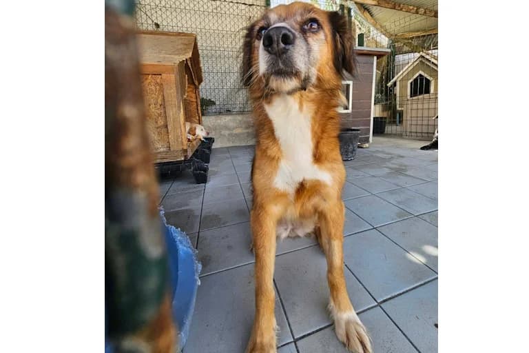 Lola, female 4yo Mixed Breed for adoption at Associação Zoófila de Leiria - Fiéis Amigos