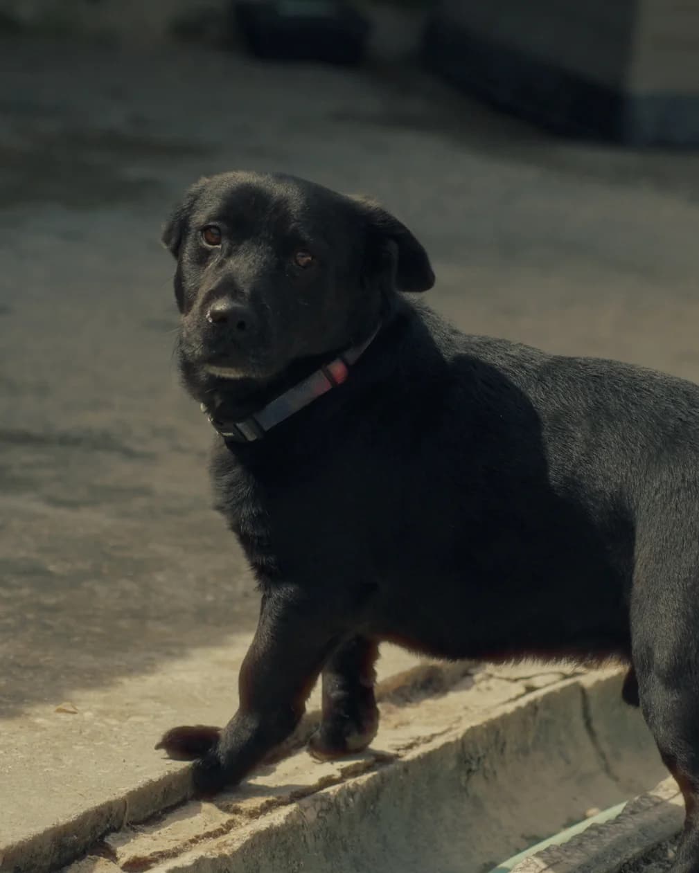 Maxmat, male young Mixed Breed for adoption at Associação Zoófila de Leiria - Fiéis Amigos