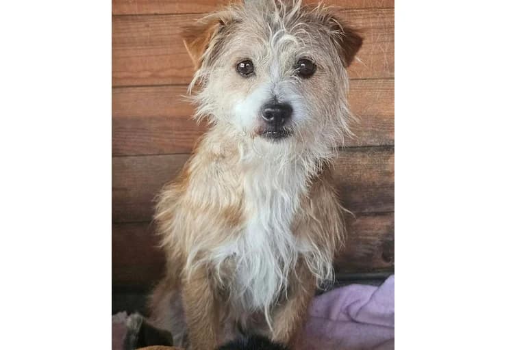 Moscatel, male senior Mixed Breed for adoption at Associação Zoófila de Leiria - Fiéis Amigos
