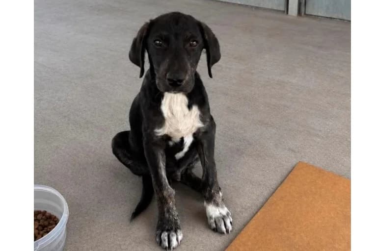 Nelson Maria, male puppy Mixed Breed for adoption at Associação Zoófila de Leiria - Fiéis Amigos