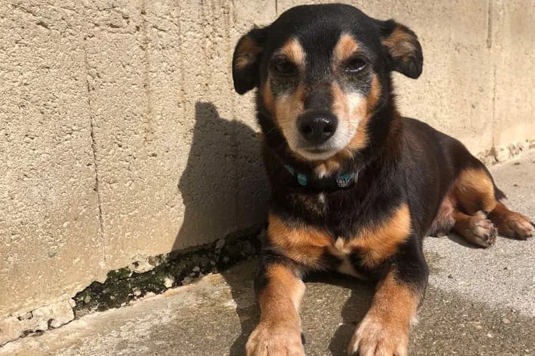 Pluto, male Mixed Breed for adoption at Associação Zoófila de Leiria - Fiéis Amigos