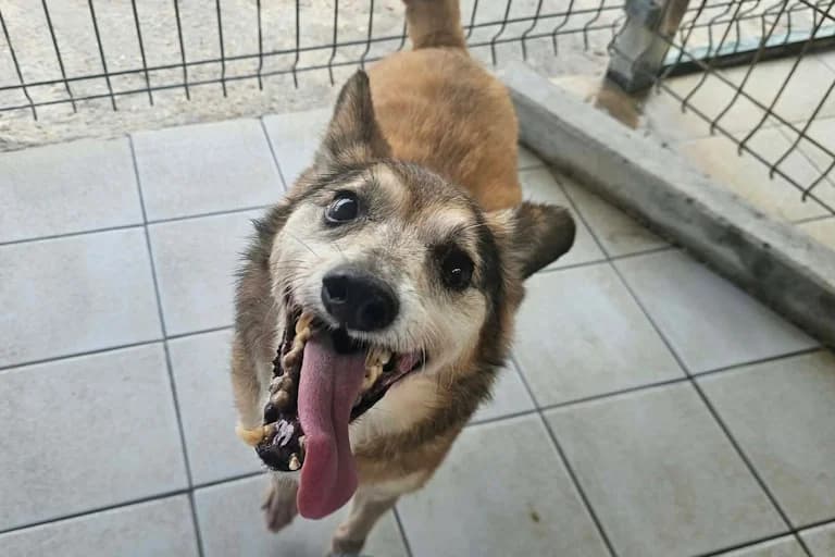 Raposinha, male senior Mixed Breed for adoption at Associação Zoófila de Leiria - Fiéis Amigos
