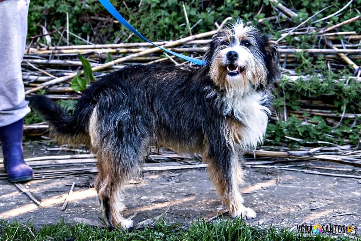 Stinky, male senior Mixed Breed for adoption at Associação Zoófila de Leiria - Fiéis Amigos