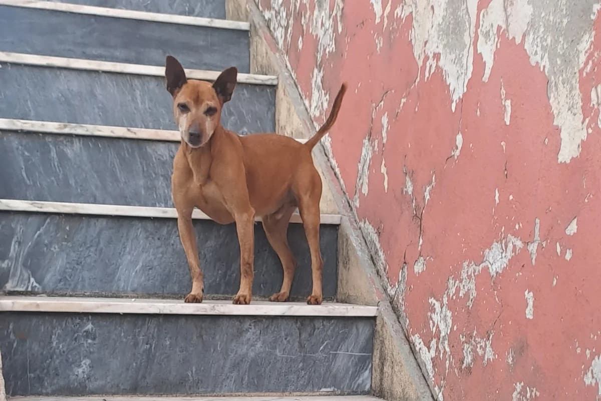 Thor, male 4yo Mixed Breed for adoption at Associação Zoófila de Leiria - Fiéis Amigos
