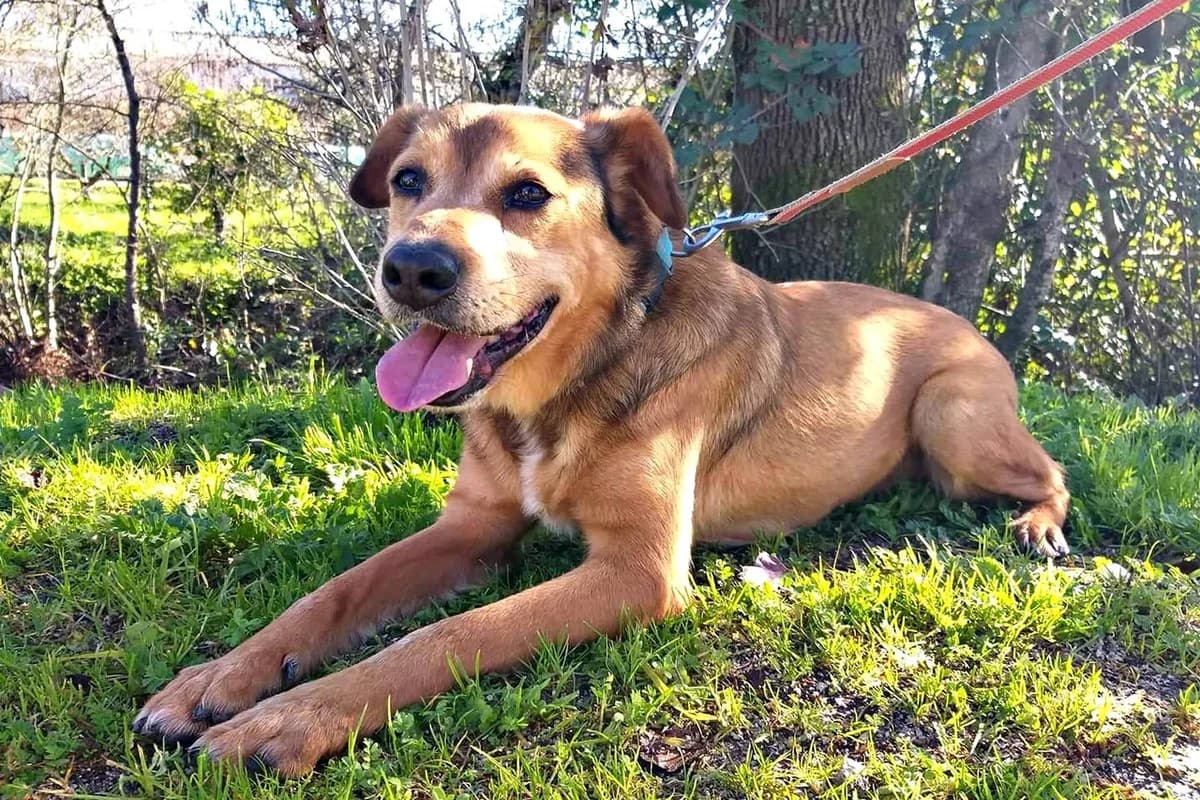 Tropinha, male senior Mixed Breed for adoption at Associação Zoófila de Leiria - Fiéis Amigos