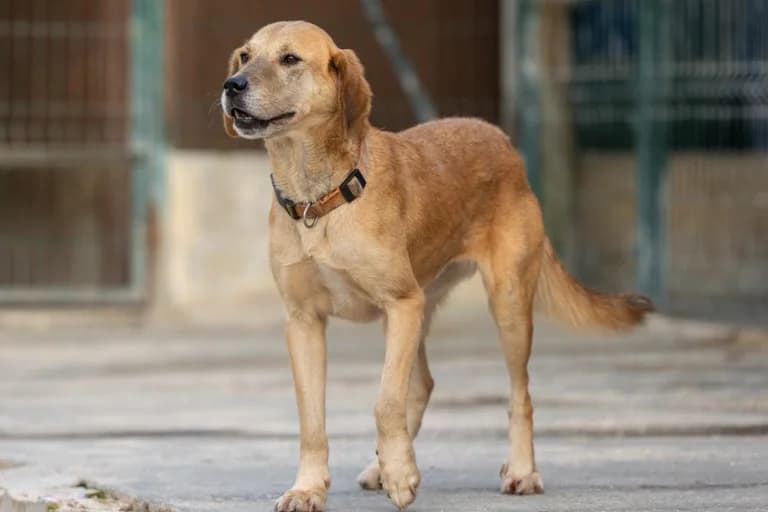 Zélia, female 5yo Mixed Breed for adoption at Associação Zoófila de Leiria - Fiéis Amigos