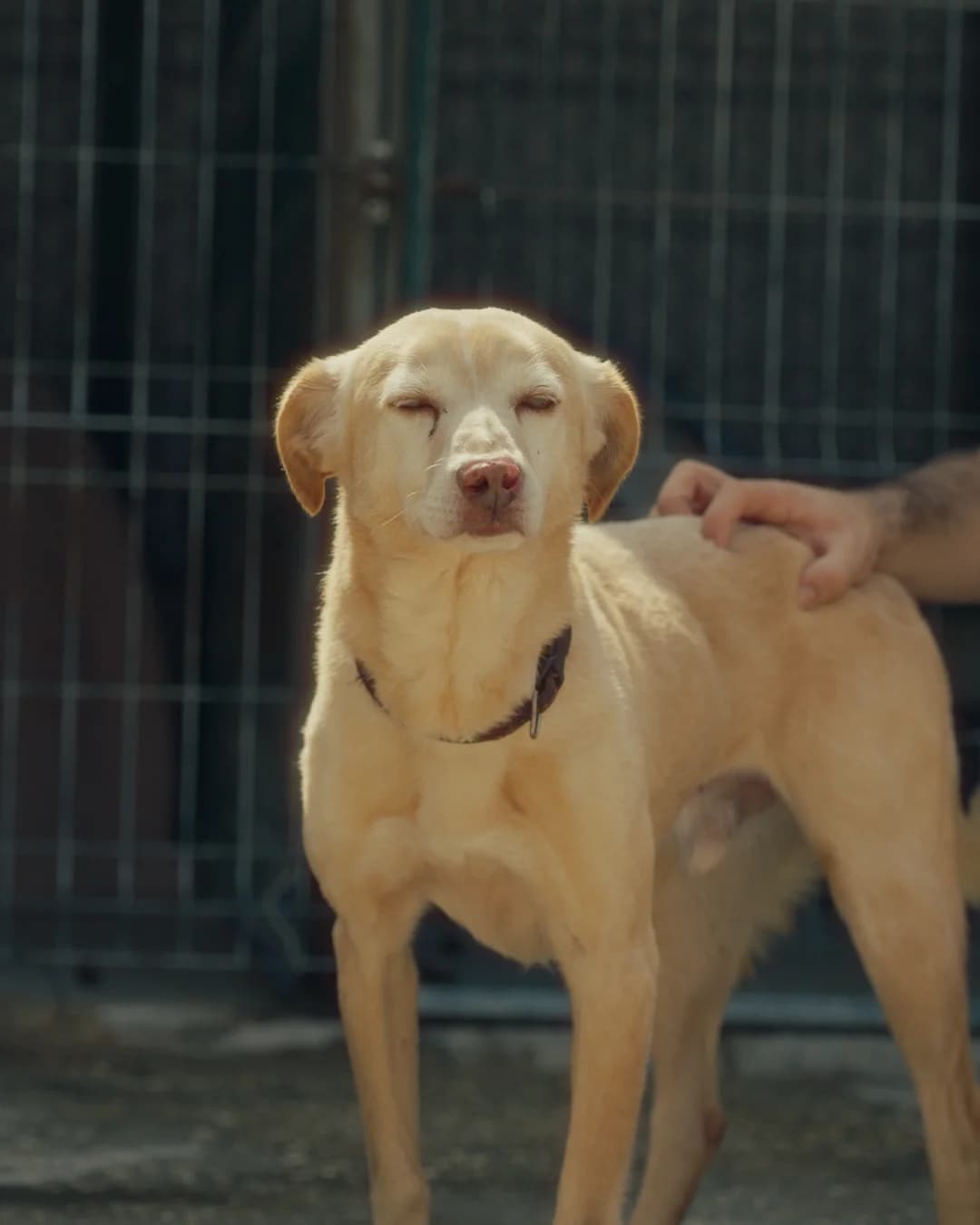 Zeus, male young Mixed Breed for adoption at Associação Zoófila de Leiria - Fiéis Amigos