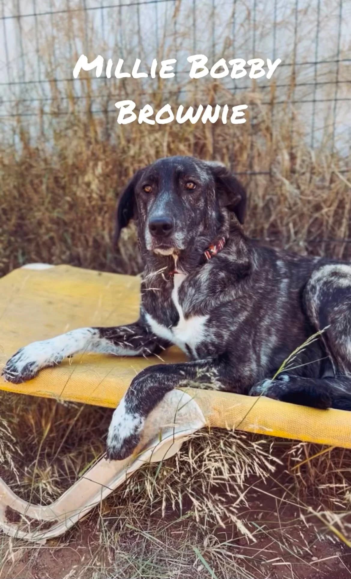 Brownie, female young Mixed Breed for adoption at Bamboo Algarve