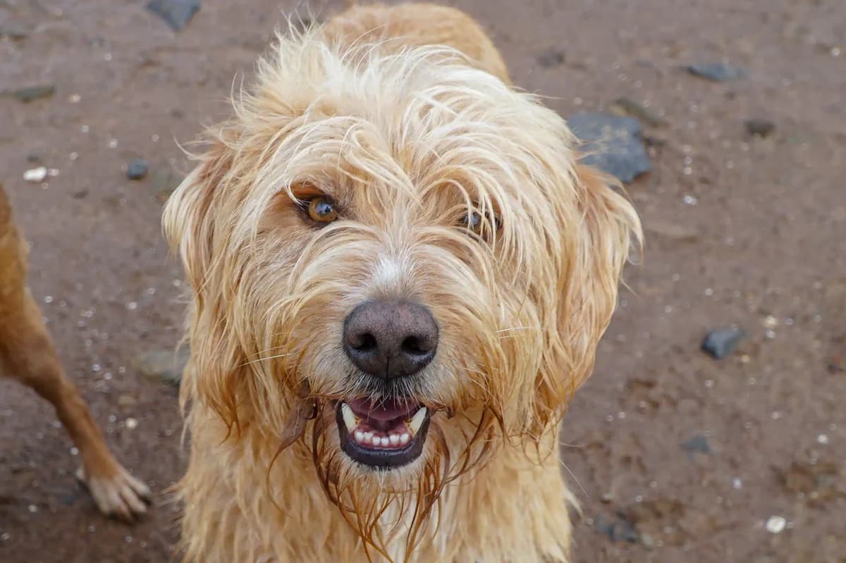 Bobson, male Mixed Breed for adoption at Bamboo Algarve