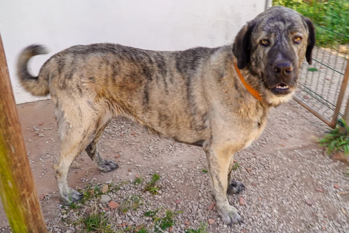 Bolivia, female Mixed Breed for adoption at Bamboo Algarve