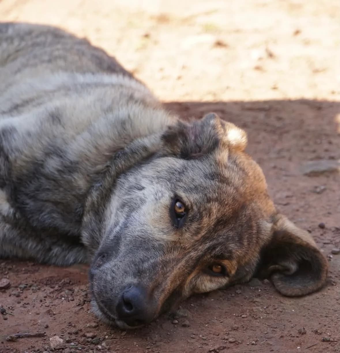 Blondie, female Mixed Breed for adoption at Bamboo Algarve