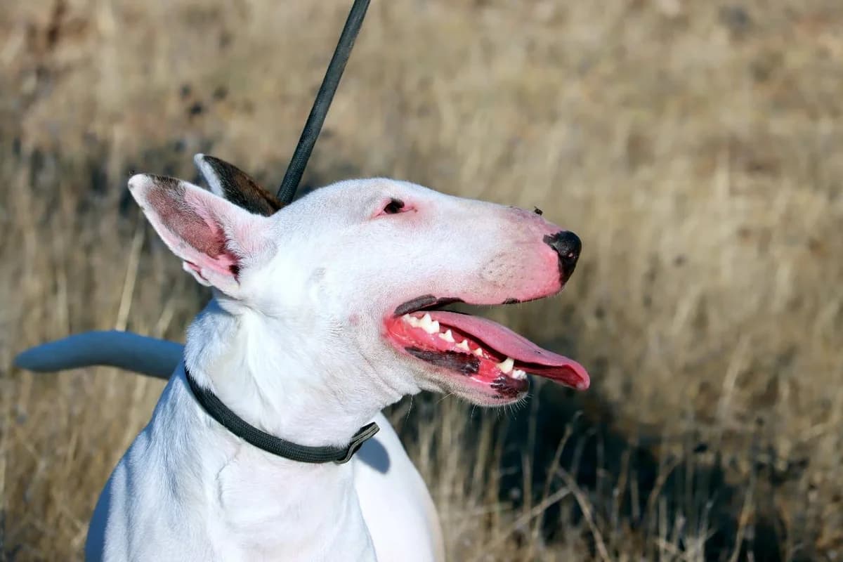 Bluma, female Bull Terrier for adoption at Bianca APS