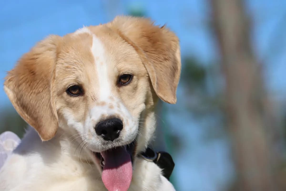 Nikita, female puppy mixed breed for adoption at Bianca APS