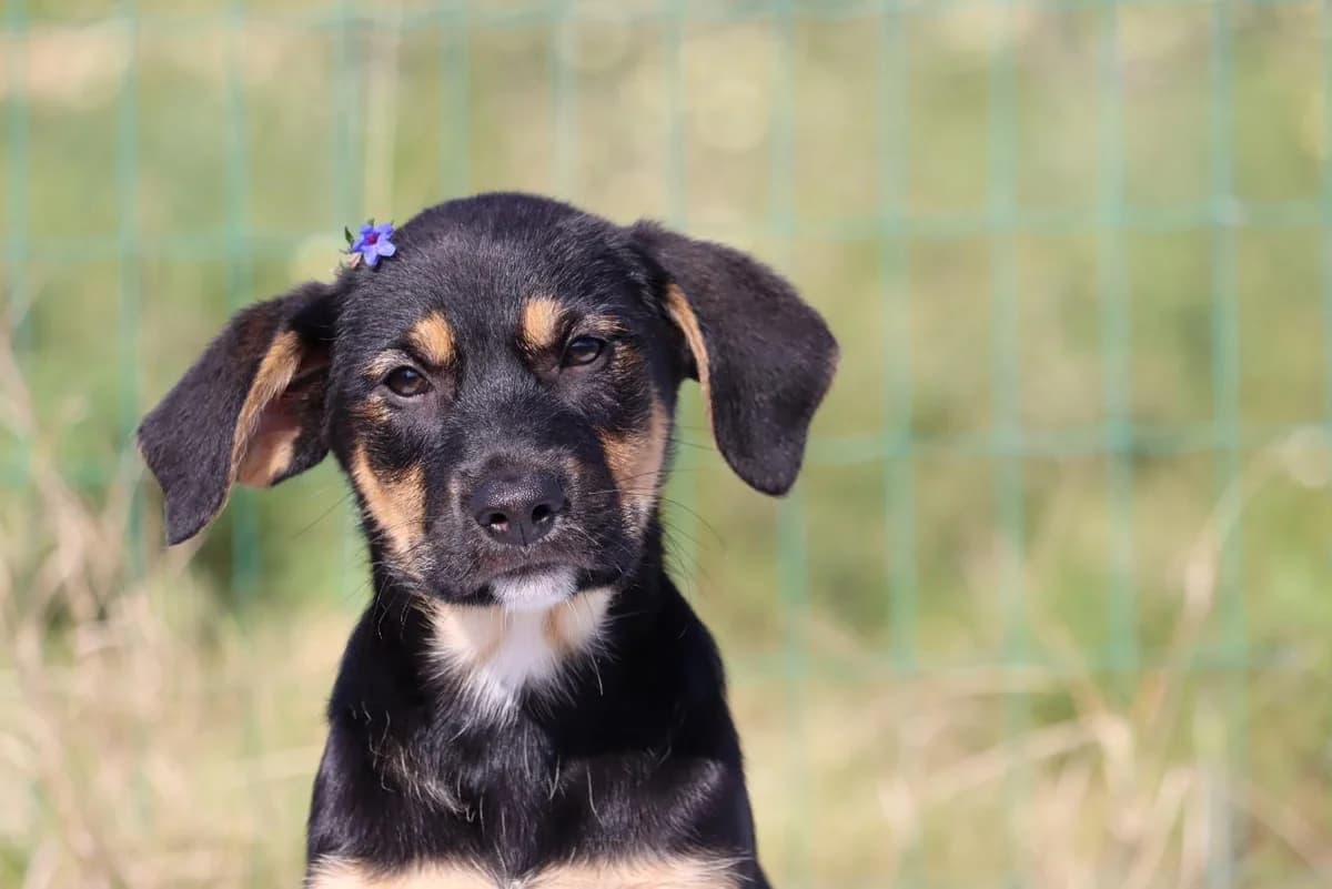 Samu, male puppy mixed breed for adoption at Bianca APS