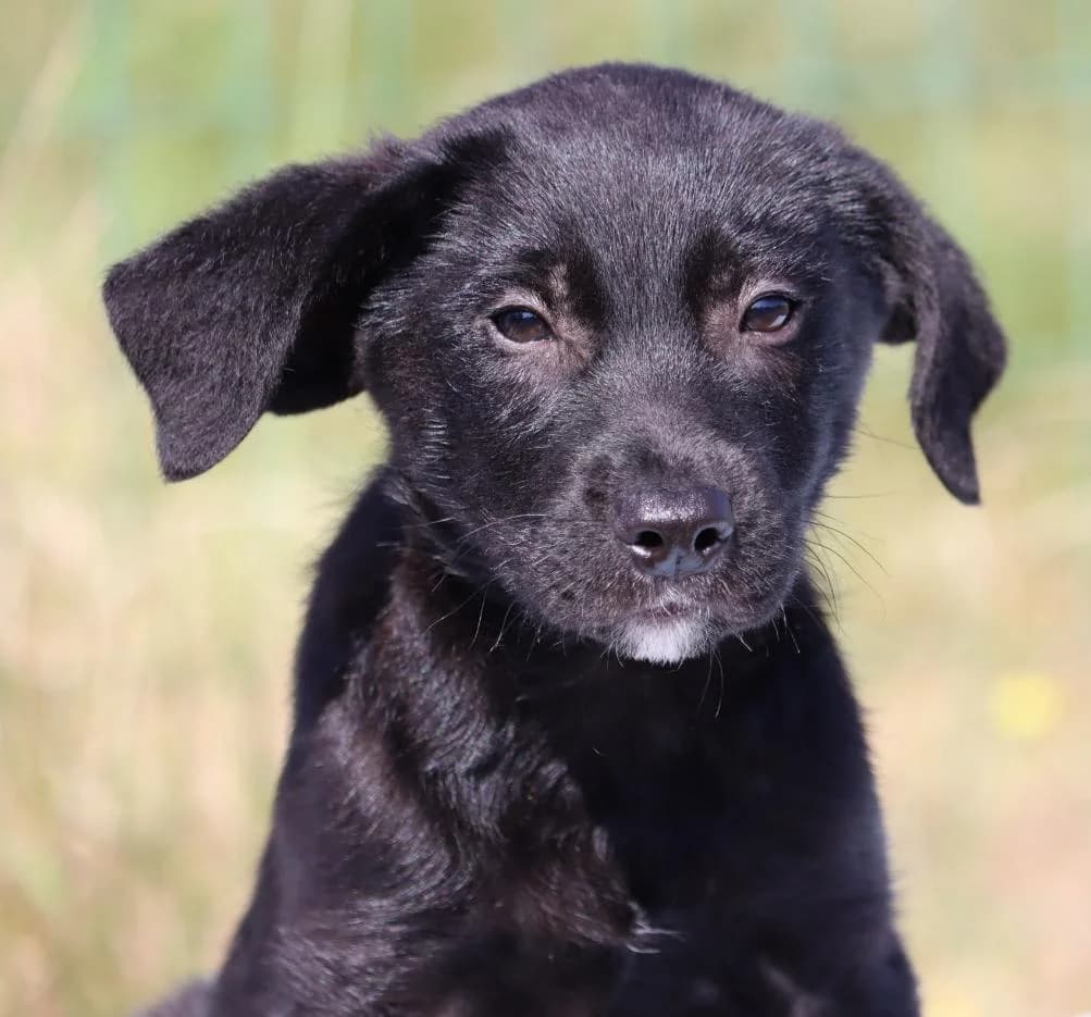 Sid, male puppy mixed breed for adoption at Bianca APS