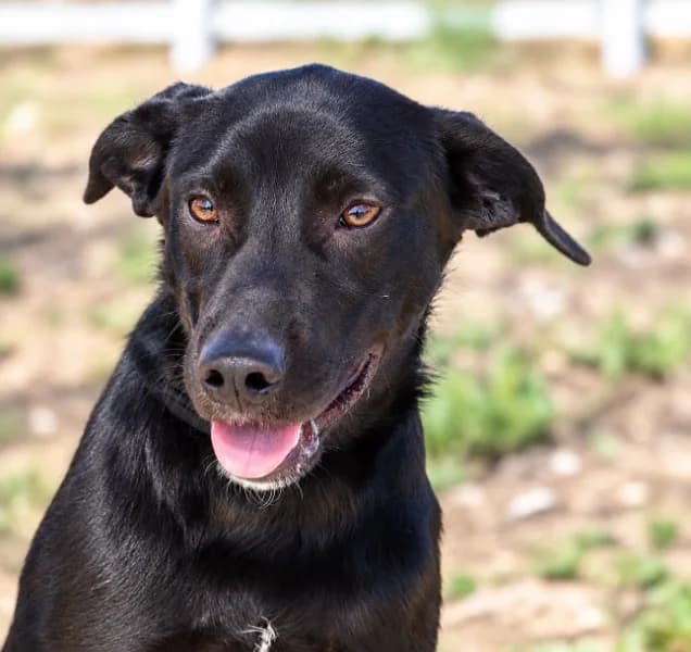 Sid, male puppy mixed breed for adoption at Bianca APS