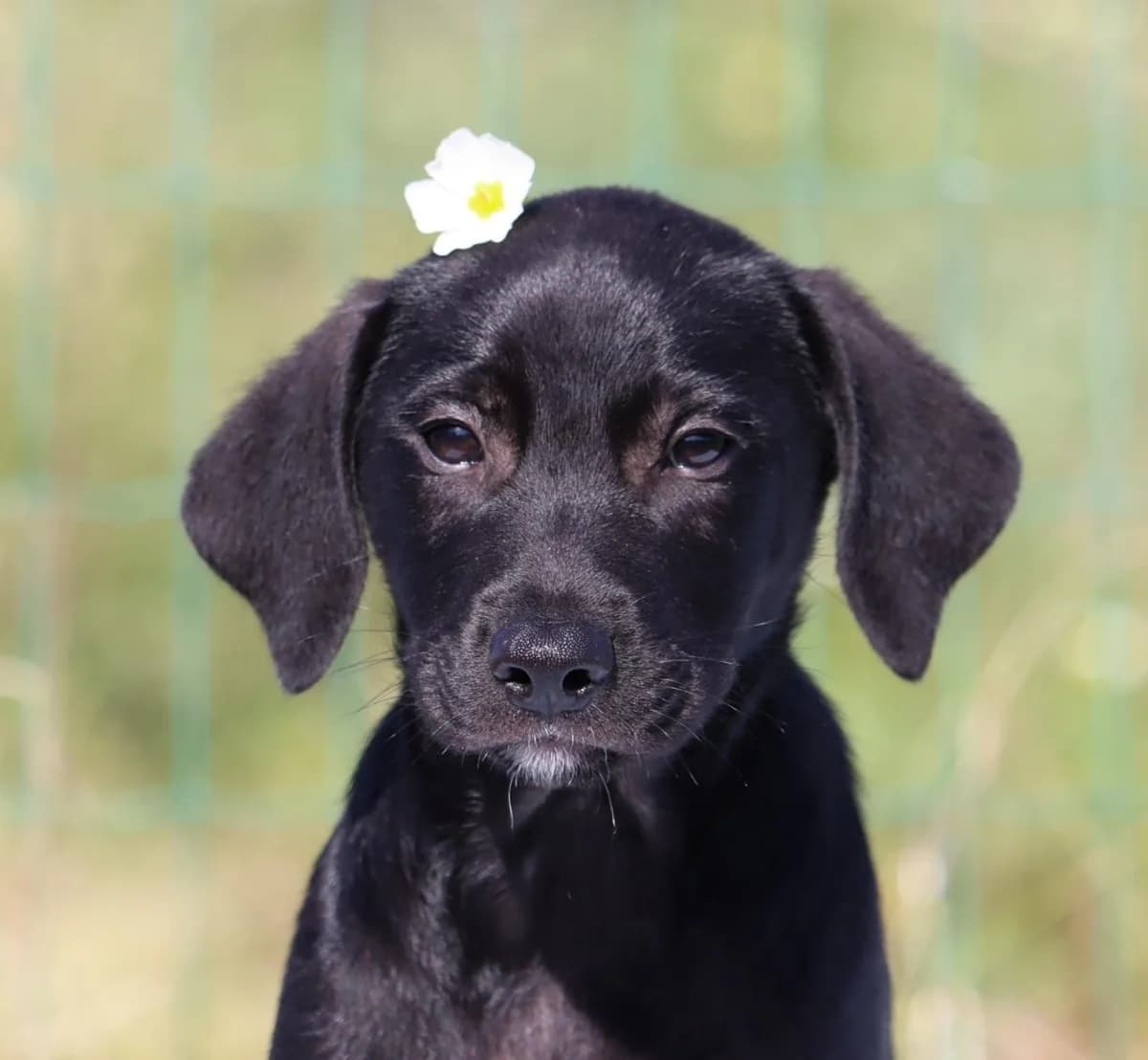 Simão, male puppy mixed breed for adoption at Bianca APS