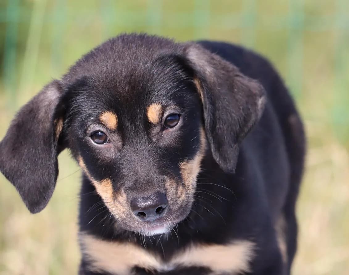 Sara, female puppy mixed breed for adoption at Bianca APS