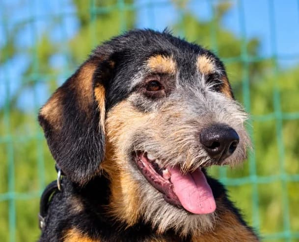 Amaros, male mixed breed for adoption at Bianca APS